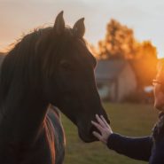 trainen en coachen met paarden
