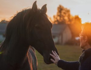 trainen en coachen met paarden